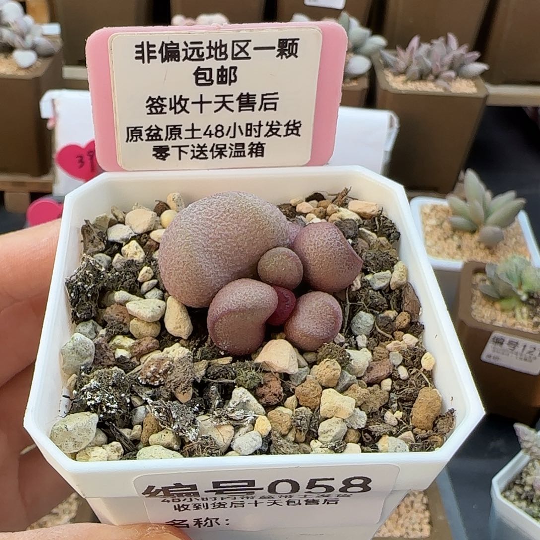 058粉红哈密瓜多肉