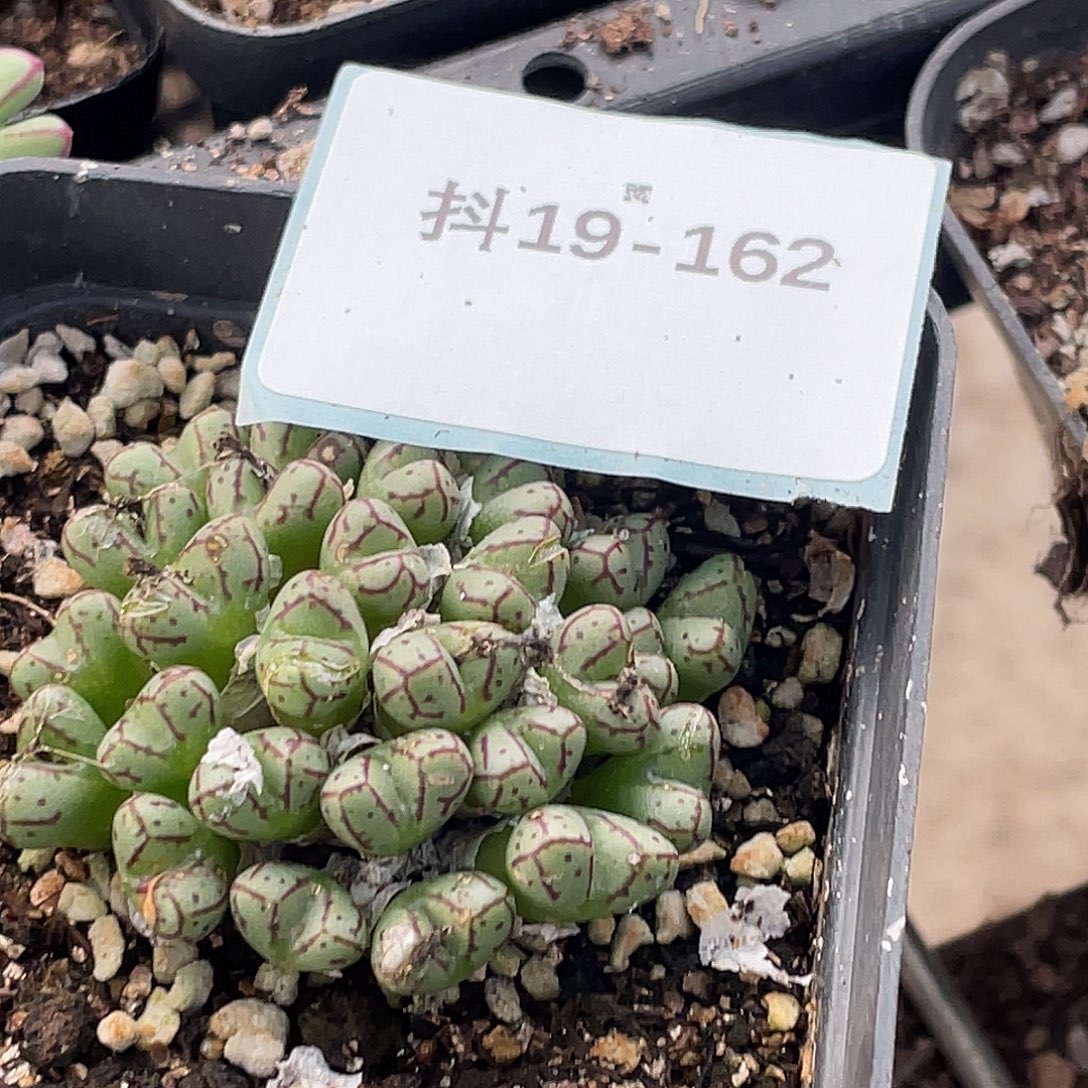 云***619-162小t多肉植物