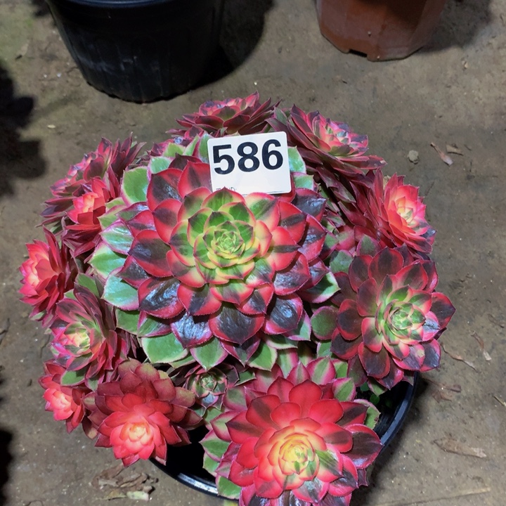 最***头无花朵5860000000000