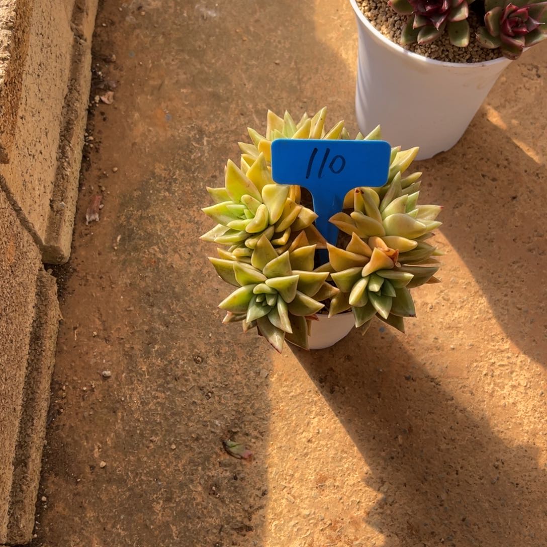 A*J110黄金表丽娜多肉