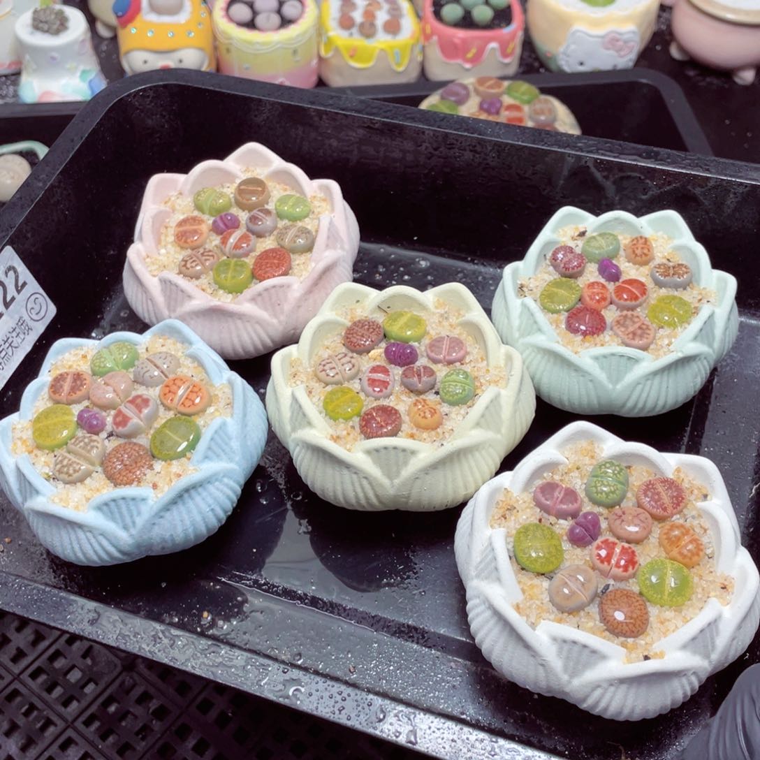 w22222-莲花速干生石花，一份一盆量拍