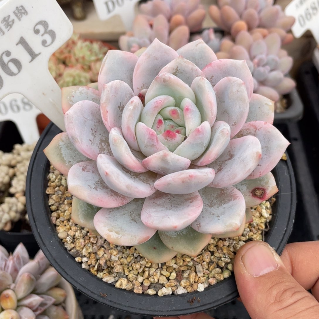 0613橙子锦不带盆9厘米