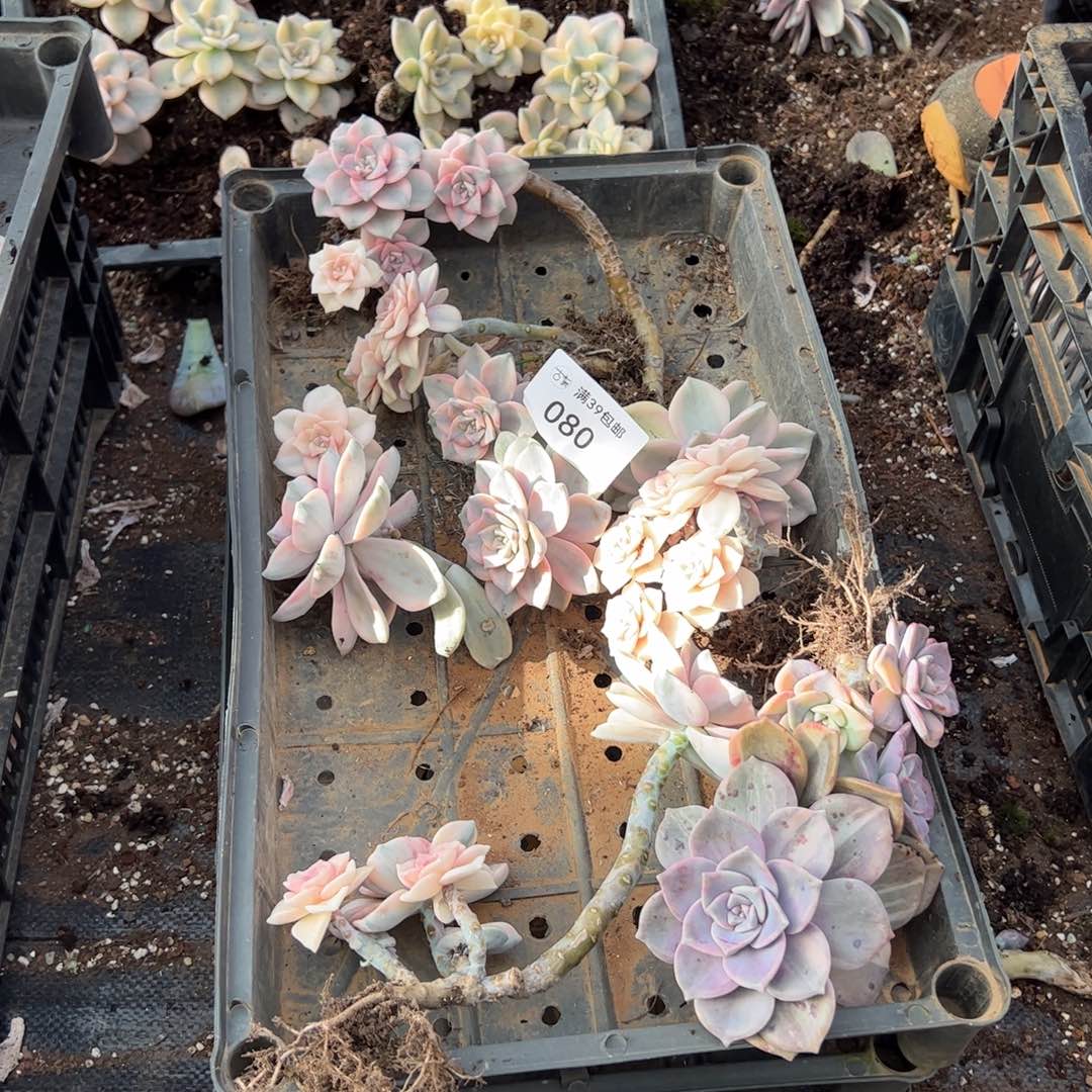 080紫乐锦老桩多肉植物