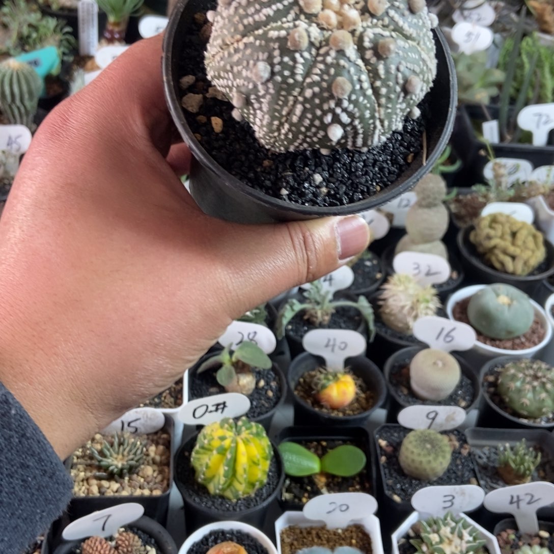 海星兜一个一物一拍