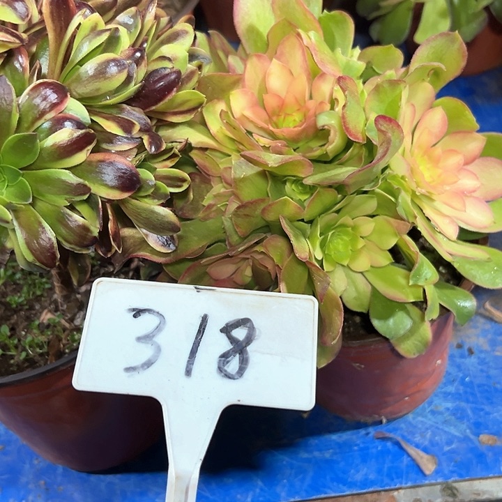 多肉植物组合2个