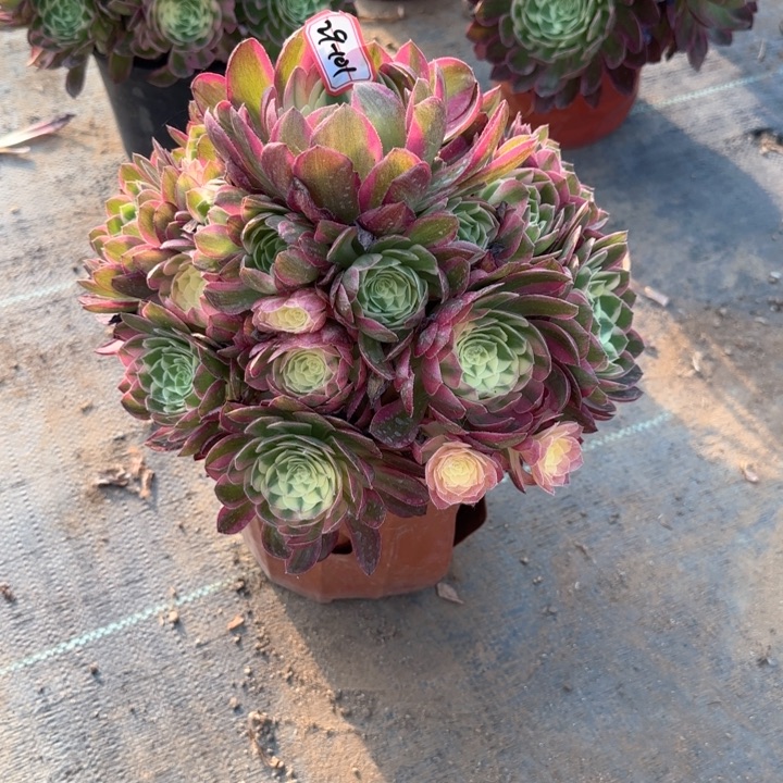 29-101海王多肉植物