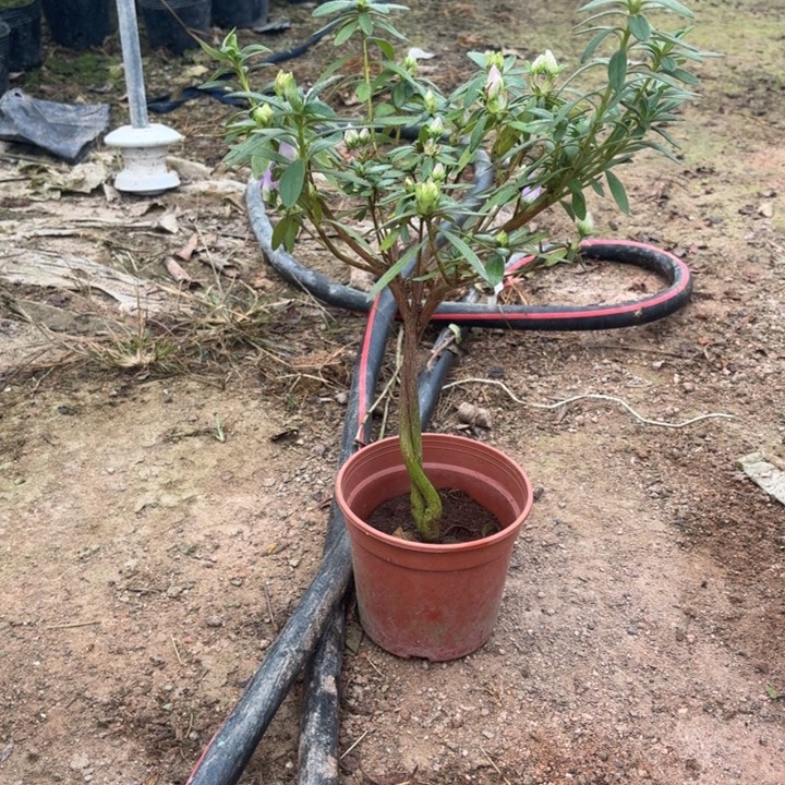 完全开放岸牡丹杜鹃花