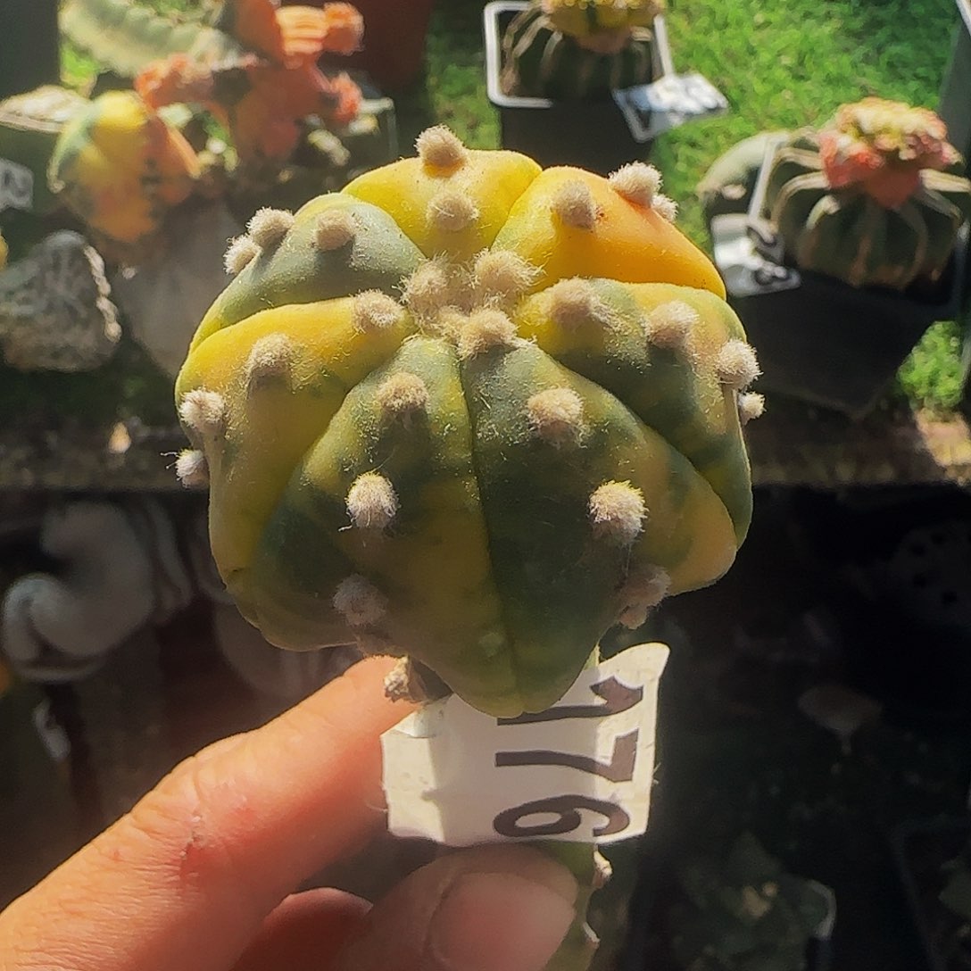 海星兜锦176仙人球开花