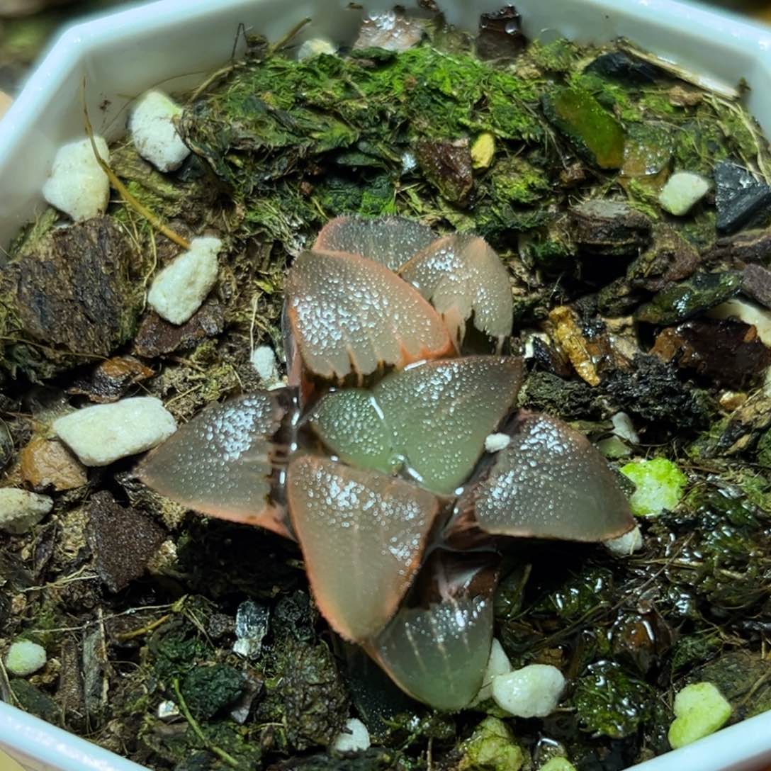 恭喜发财大吉大利0318