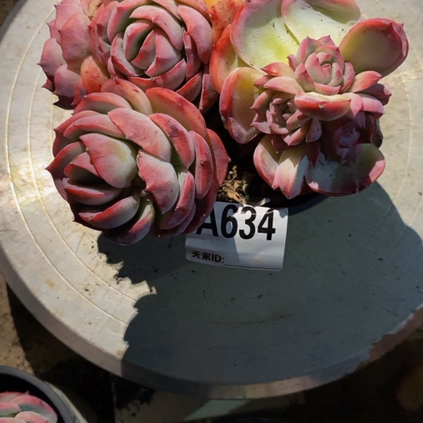 【闪购商品】?****）多肉植物