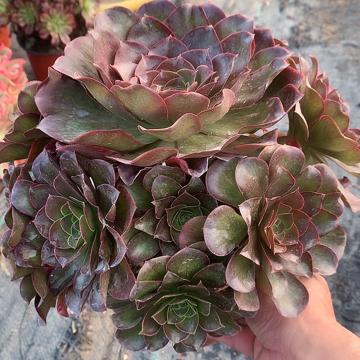 307魅金玫瑰多肉植物