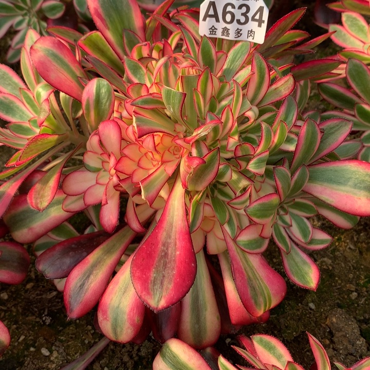 634多肉植物一物一拍