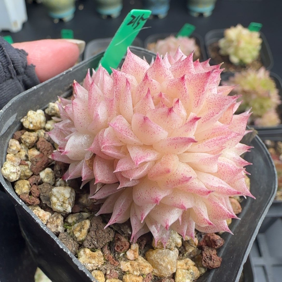 多肉 215   麦秆不包整 6厘米盆h