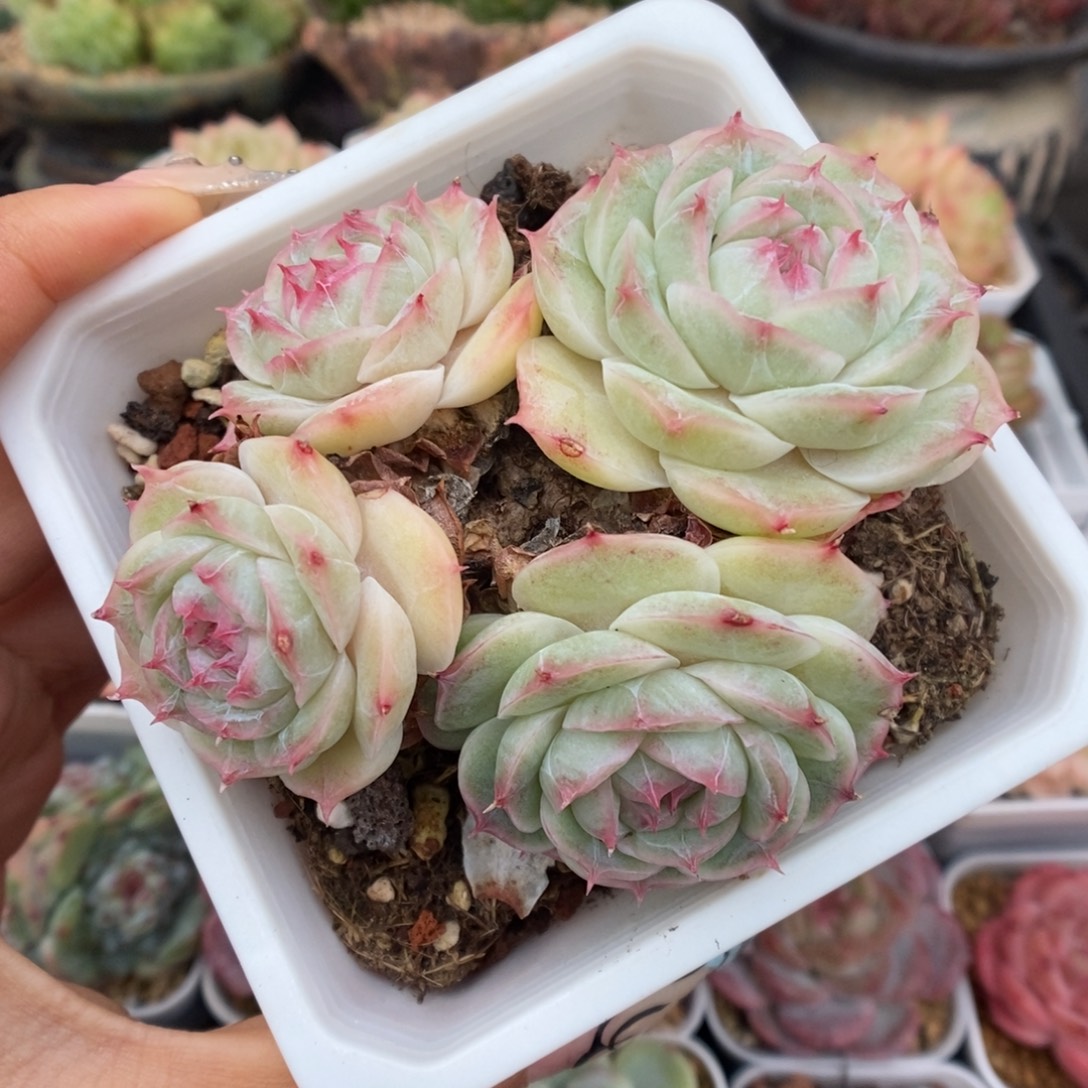 白芷珍妮436号。      