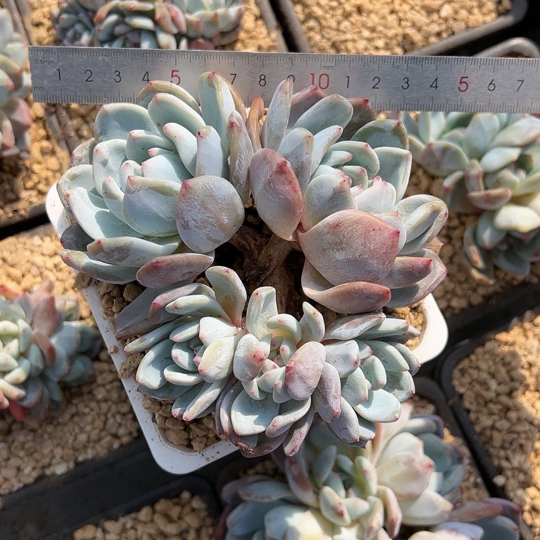 xncbvbvvvvbhbbhbhbbj