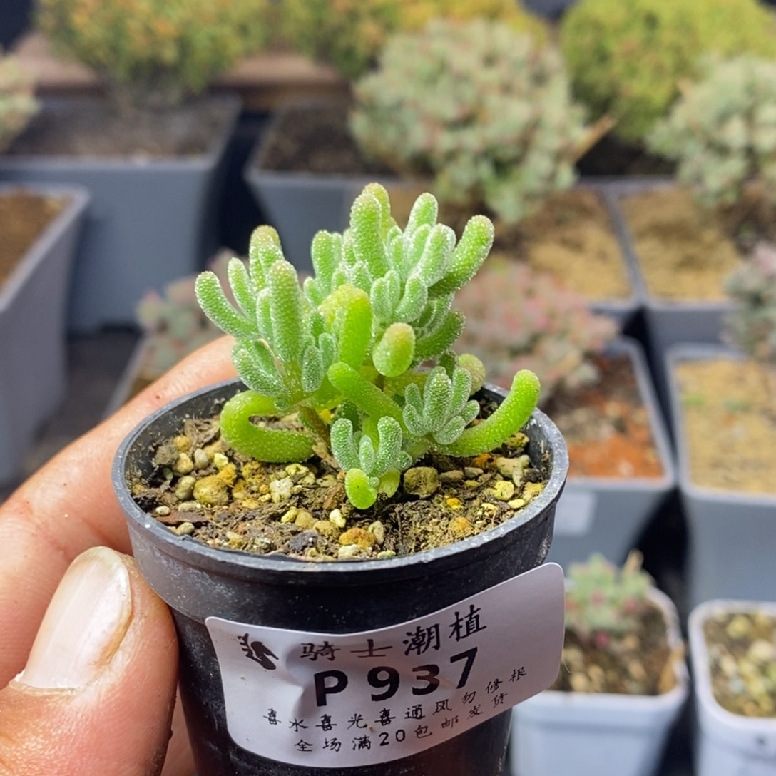 937冰晶枝干多肉