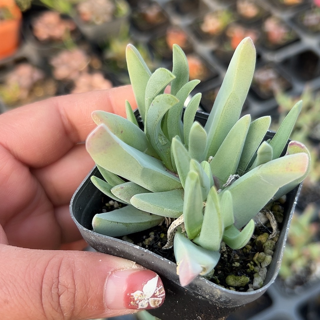 多肉植物蟹钳群生