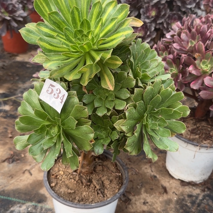 534两单包邮 碧螺春。      