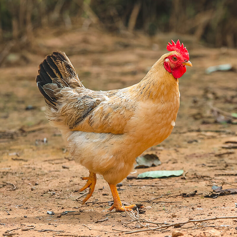 散养跑山鸡（三庄纯粮喂养）6-7斤毛重
