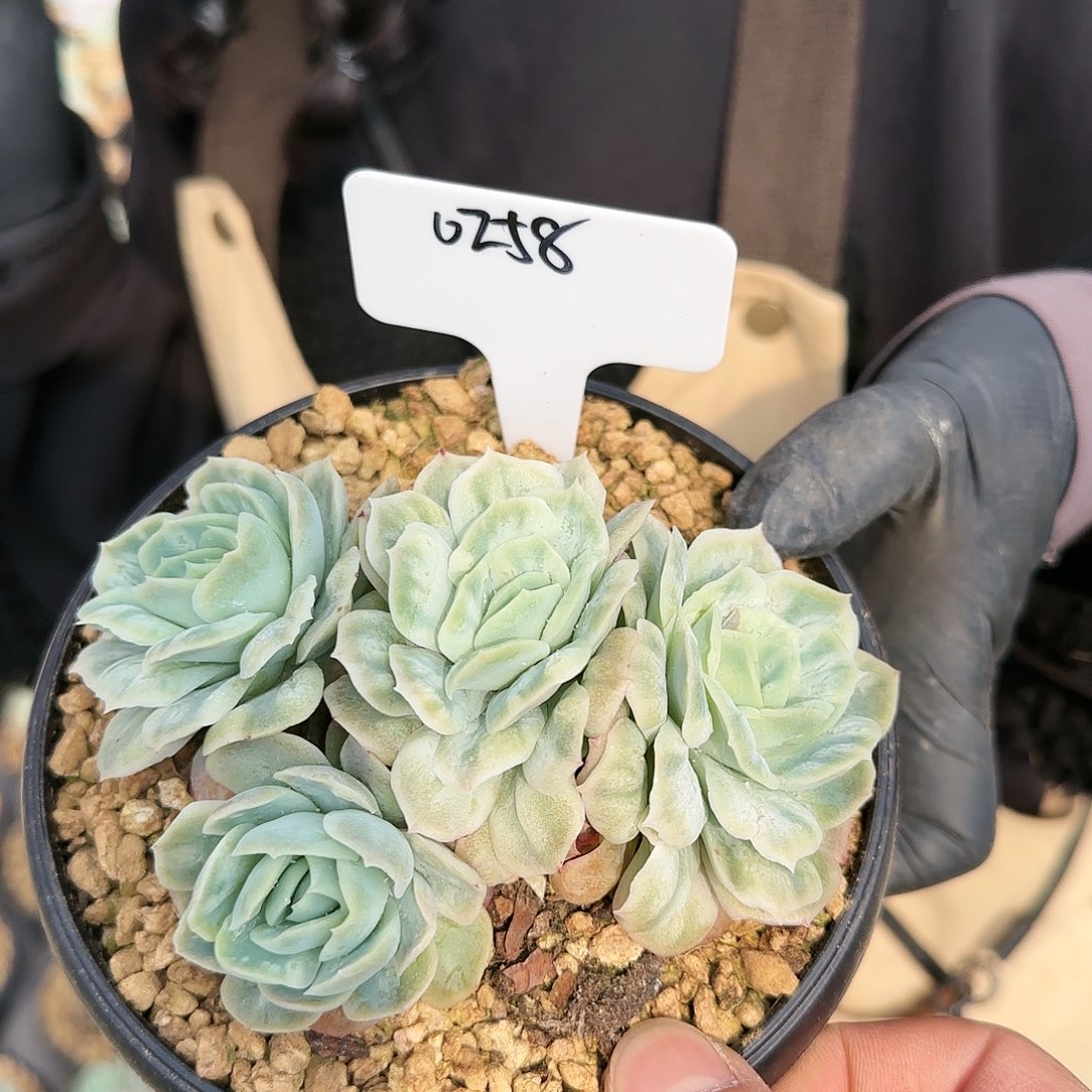 0258号 泡泡纱裙4头140  肉