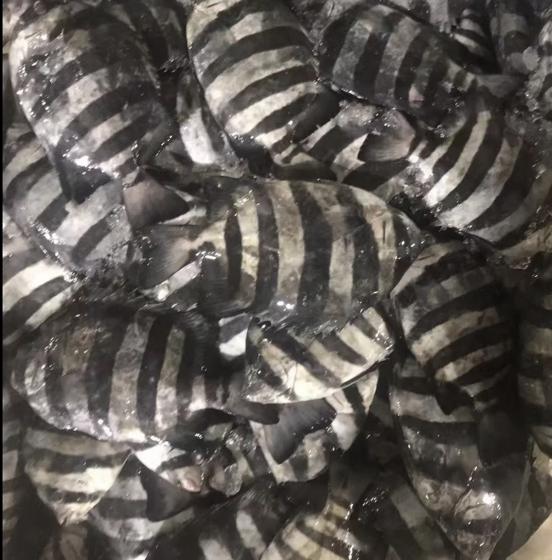 石雕鱼斑马鲳鱼到手10斤冷冻发货大小不一介意勿拍