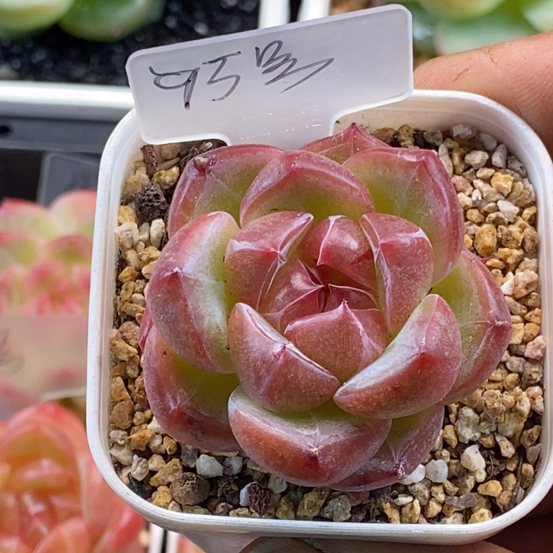 天官赐福百无禁忌