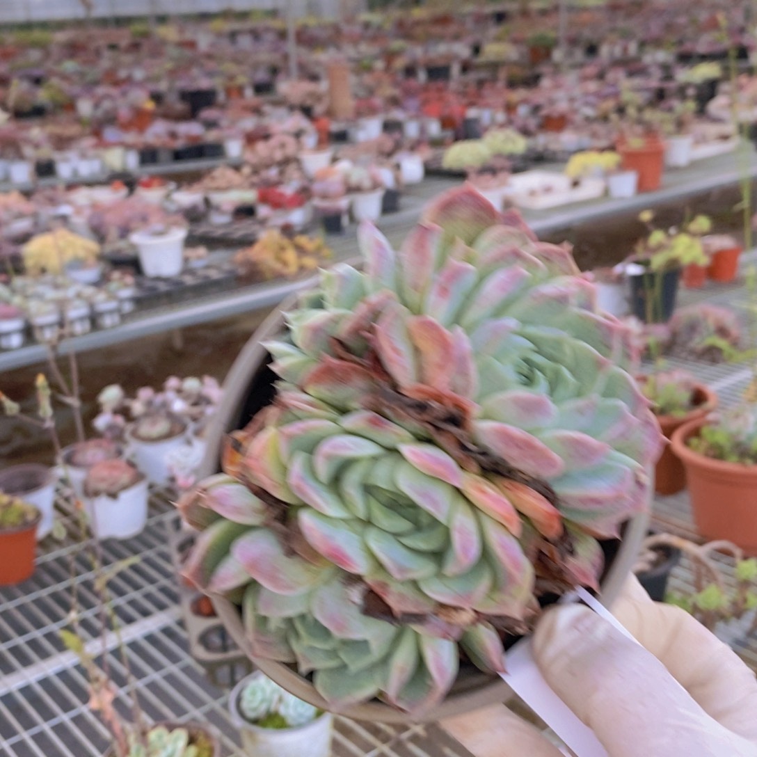 7823冰橙老桩一物一拍