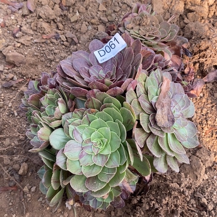 061花月夜多肉植物