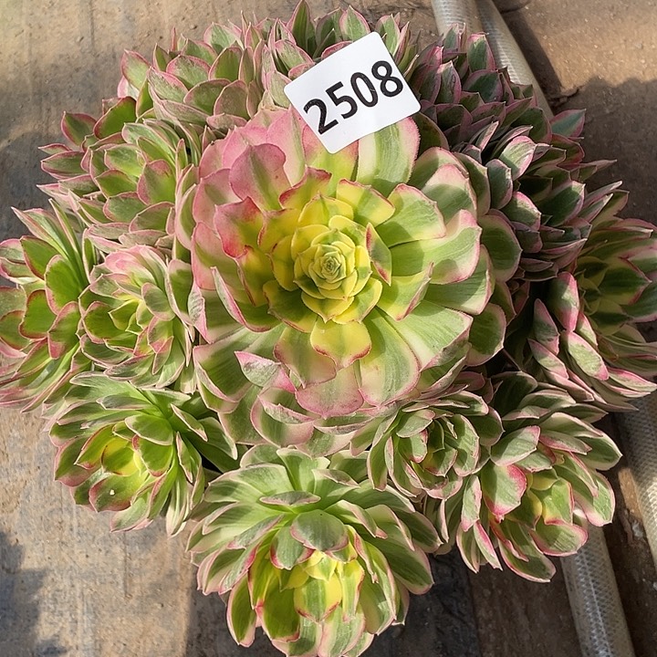 海王2508号多肉植物