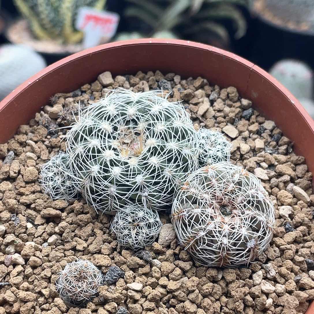 实生罗星丸 致远多肉