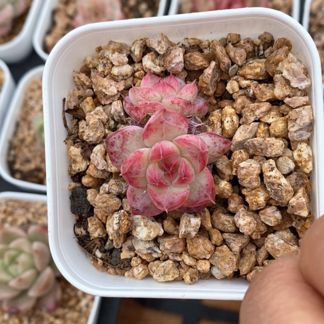 精品多肉一物一拍不包整22