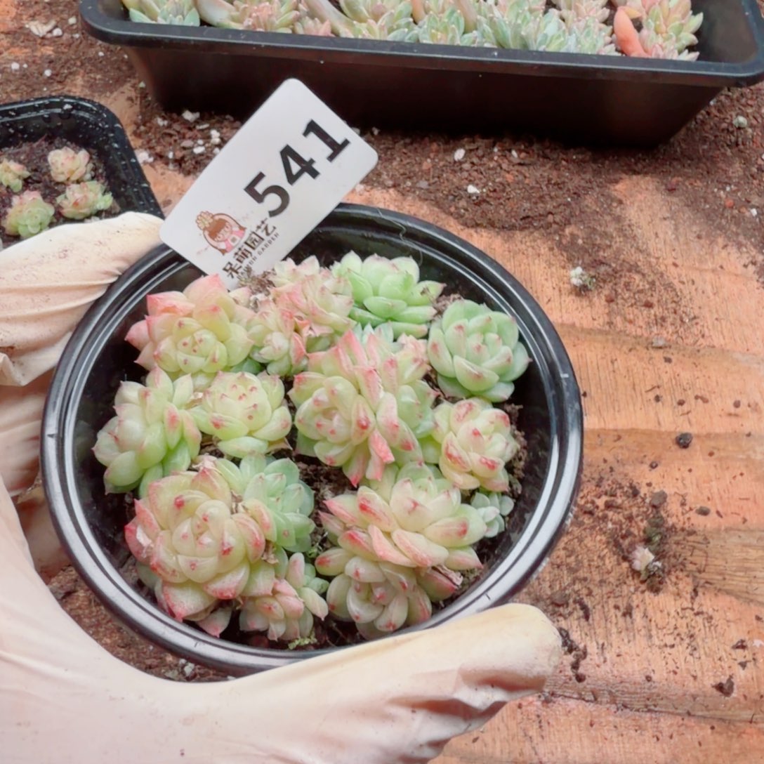 多肉植物多肉植物