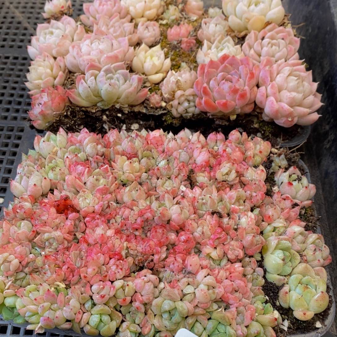 684多肉植物保护研究所所长的时候