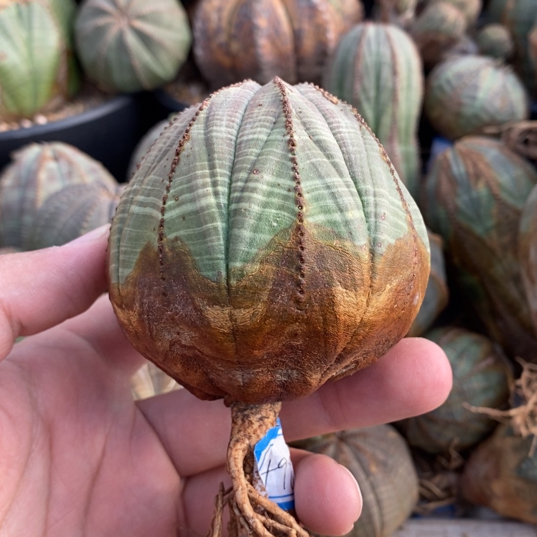 3 欧系实生布纹球多肉植物