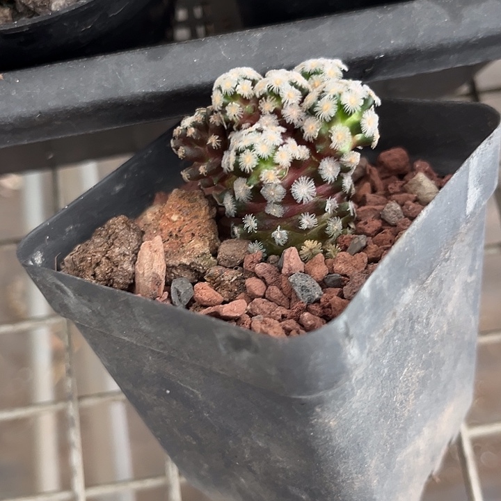 我也不知道我为什么要这样