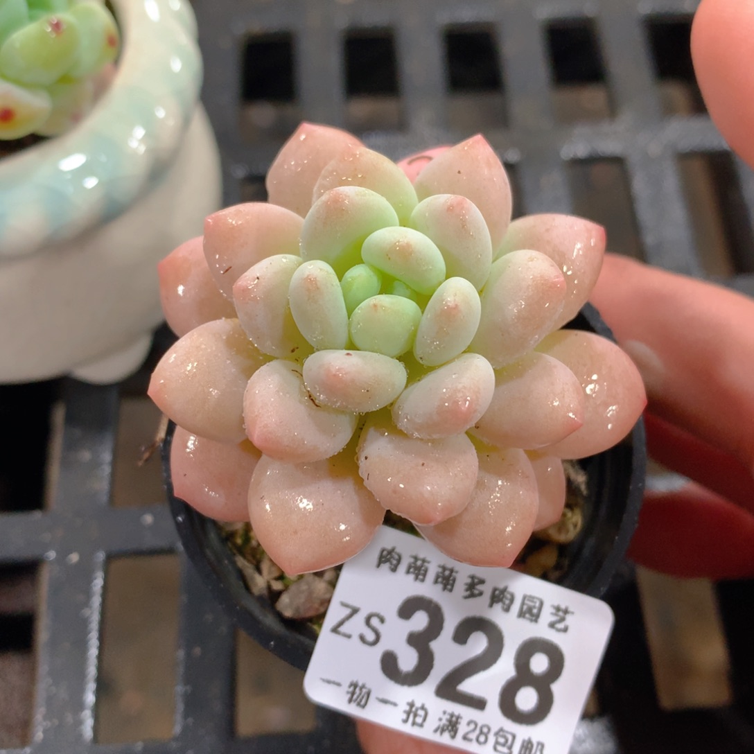 肉萌萌拇指盆精控多肉ZS328