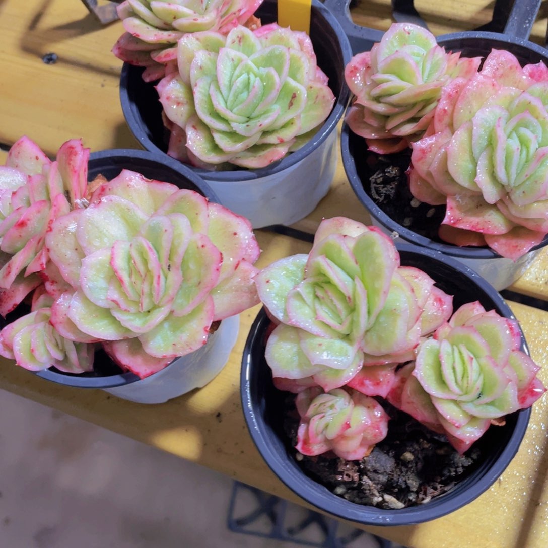 1317号 全状态韩货冰玫瑰一颗