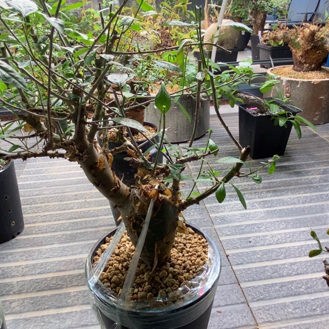 7***8哈比西尼产地熟桩带盆