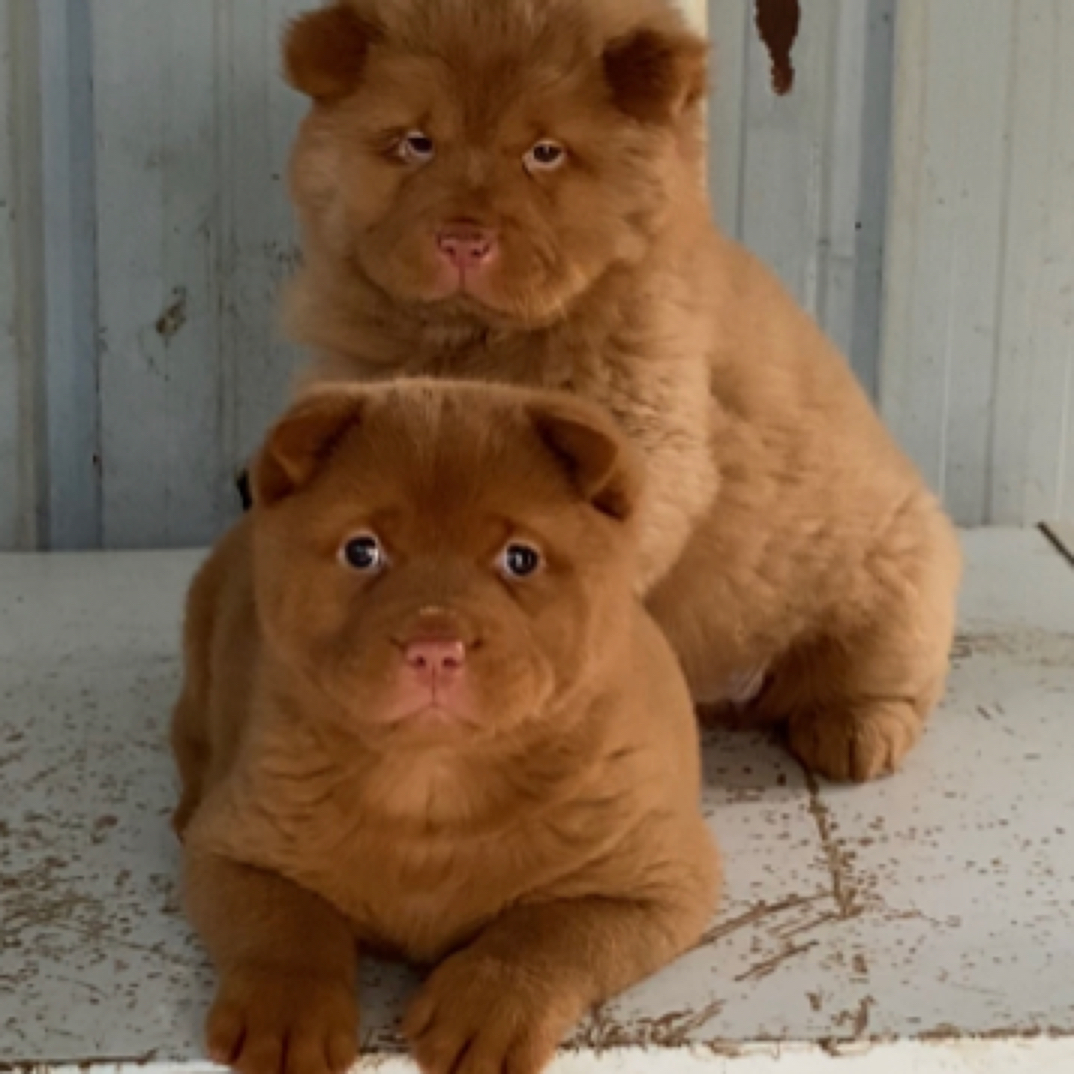 （滔）宠物活体五红狗狗