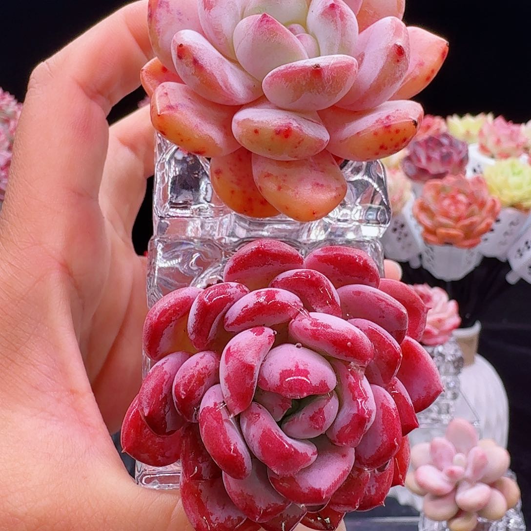 无土星影➕紫水晶