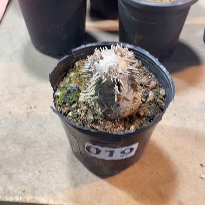 019惠比大黑块根植物