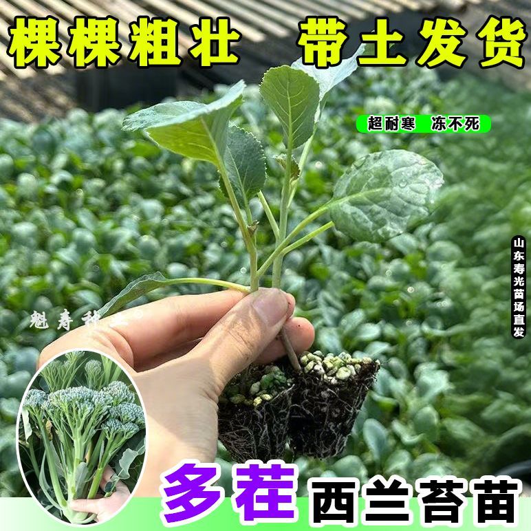 正宗西兰苔苗秧苗西蓝花芥蓝苗西洋芥兰苗四季菜园庭院秋冬季种植