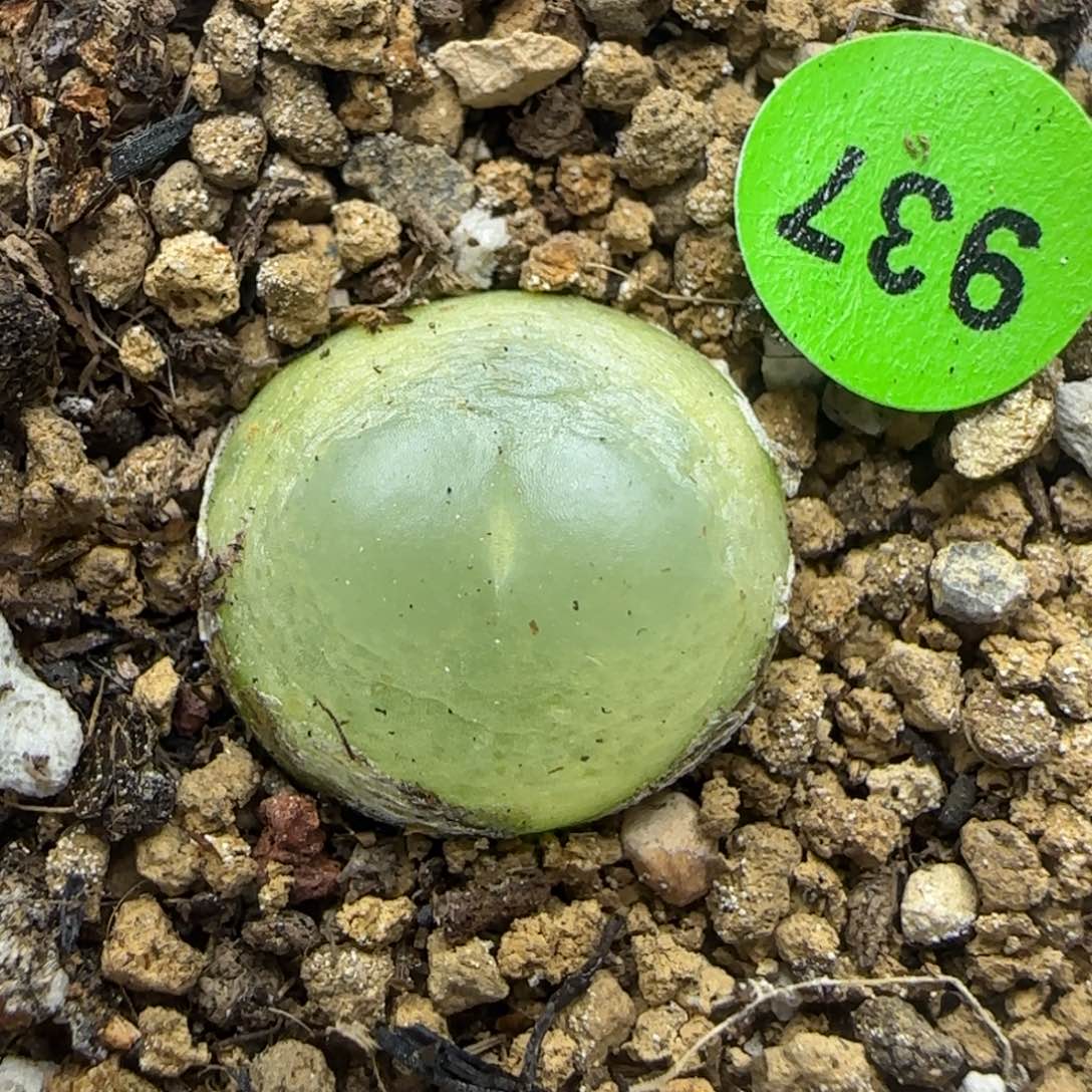 拉登1.5+多肉植物937