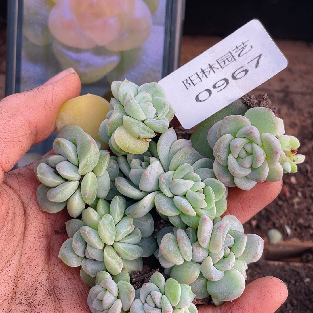 多肉植物多肉植物967