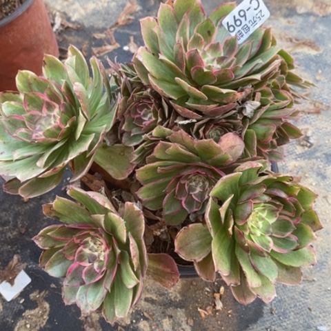 699莲花座满25包邮多肉