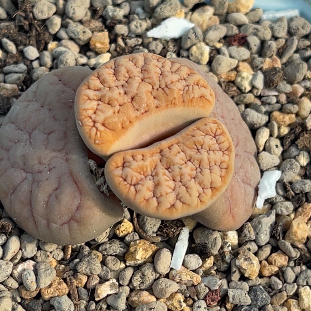 9919睫毛拿铁189一颗