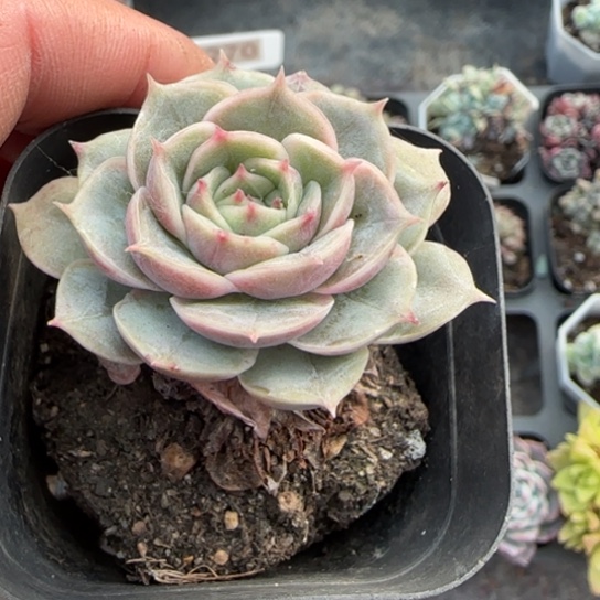 283昂斯诺多肉植物多