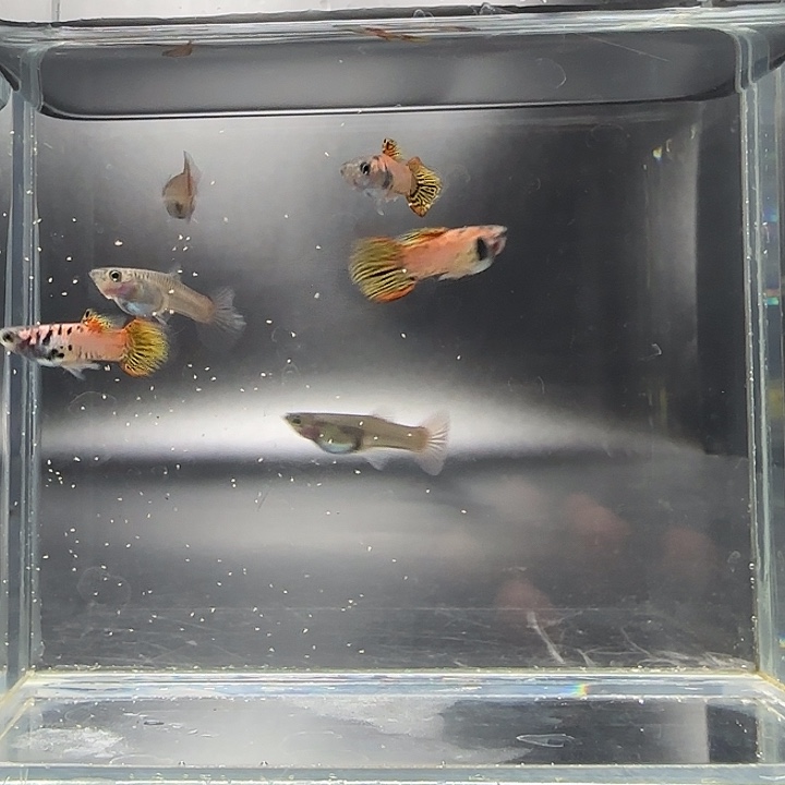 孔雀鱼蜜彩小圆尾3对