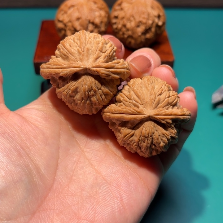 核桃42尺寸球形白狮子