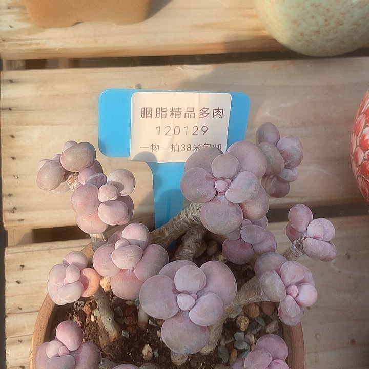 120129凑楼哦我装修